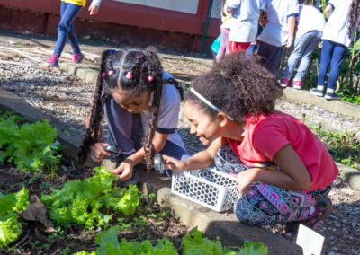 Two young preschool students examine vegetable garden.